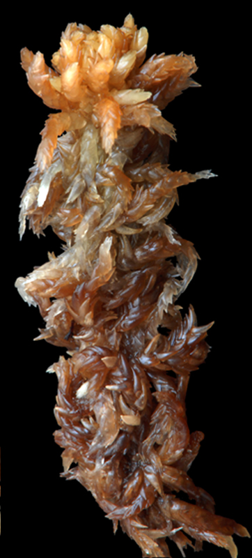 Sphagnum orientale